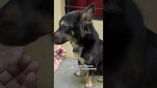 Injection day is a rest day Day 309 recovery from paralysis Canine Distemper Survivor Bard