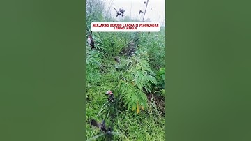 Pikat Burung Langka Di Gunung#burung #kicaumania #kicaumaniaindonesia #lovebird #kenari #burungkicau