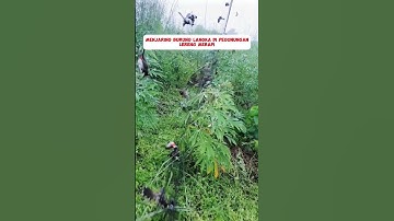 Pikat Burung Langka Di Gunung#burung #kicaumania #kicaumaniaindonesia #lovebird #kenari #burungkicau