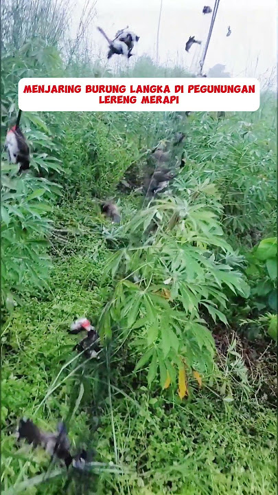 Pikat Burung Langka Di Gunung#burung #kicaumania #kicaumaniaindonesia #lovebird #kenari #burungkicau