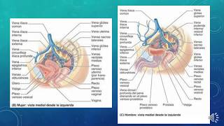 Irrigación Abdomen y Pelvis