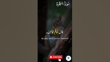 اكتب شيء تؤجر عليه 🤍 🤲🏻 #quran #اسلام #قرآن #راحة_نفسية #سورة_البقرة