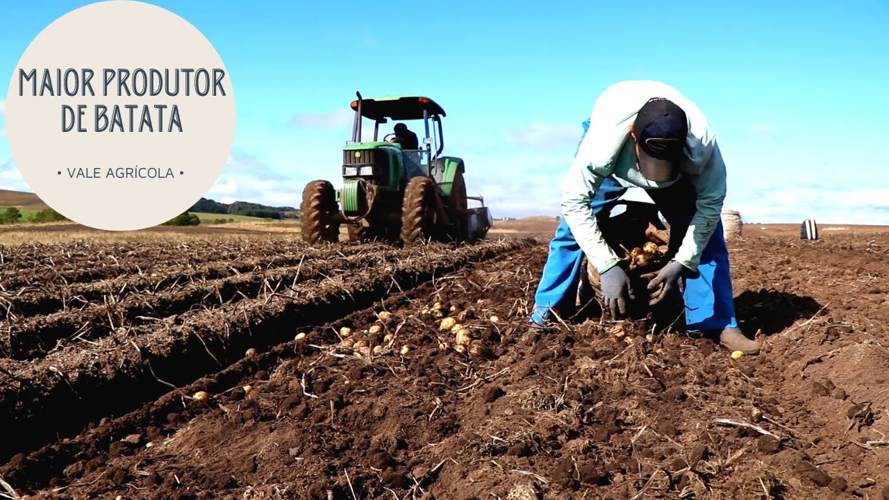 De Boia fria A Um Dos Maiores Produtores De Batata Do Sul Do Brasil de-boia-fria-a-um-dos-maiores-produtores-de-batata-do-sul-do-brasil