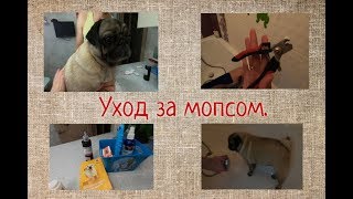 Уход за мопсом. Как чистить складку, уши, глаза, стричь когти мопсу. Средства по уходу за мопсом.