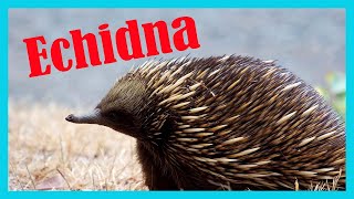 Echidna Everything About This Animal Was Shown In This Video - Its Echidna