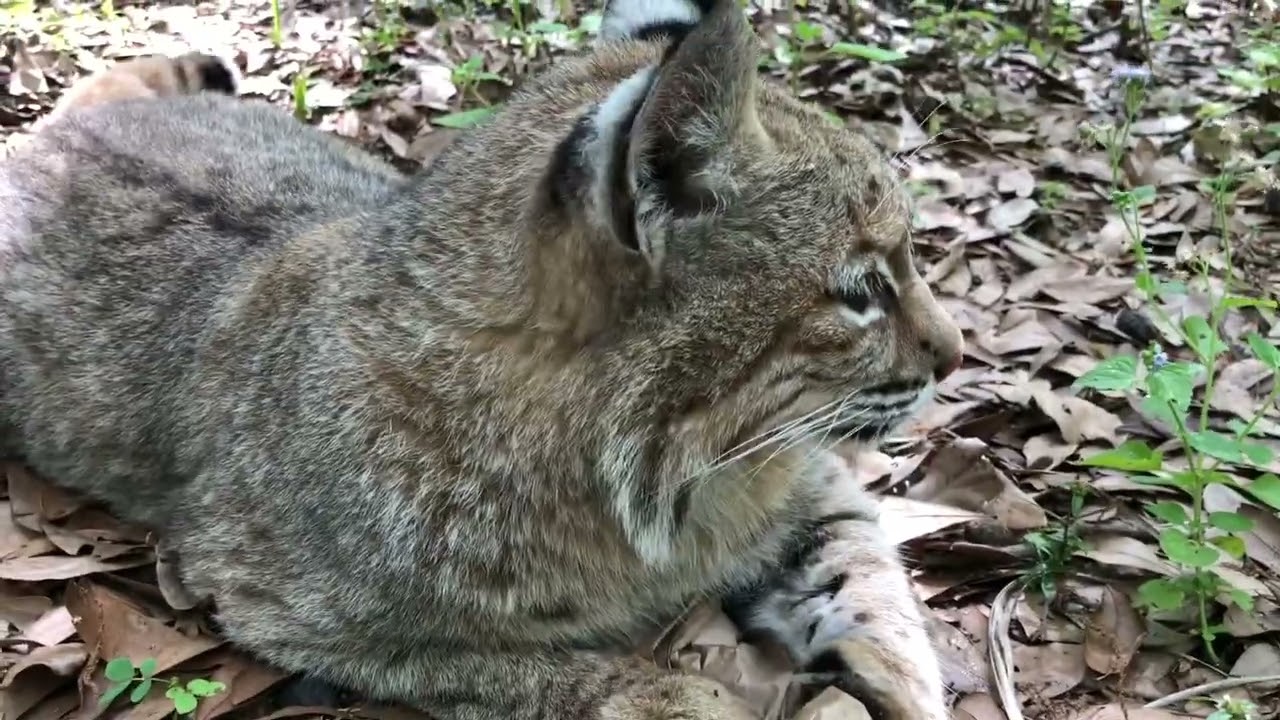 Smalls | Big Cat Rescue | Wild cats in the wild: Our mission