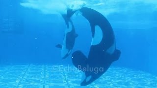 Tilikum and Trua Playing - SeaWorld Orlando - September 7, 2013