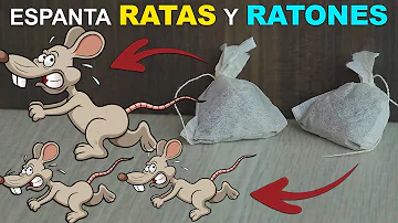 ¿Los ratones odian la luz?