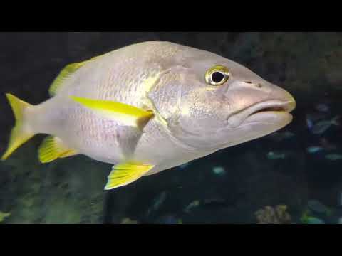 Review of SEA LIFE in Icon Park, Orlando, Florida