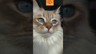 Love!  #cat #cats #cutecat #kitten #kitty #pets #cute #catvideos #catlovers #catlife #catvideo