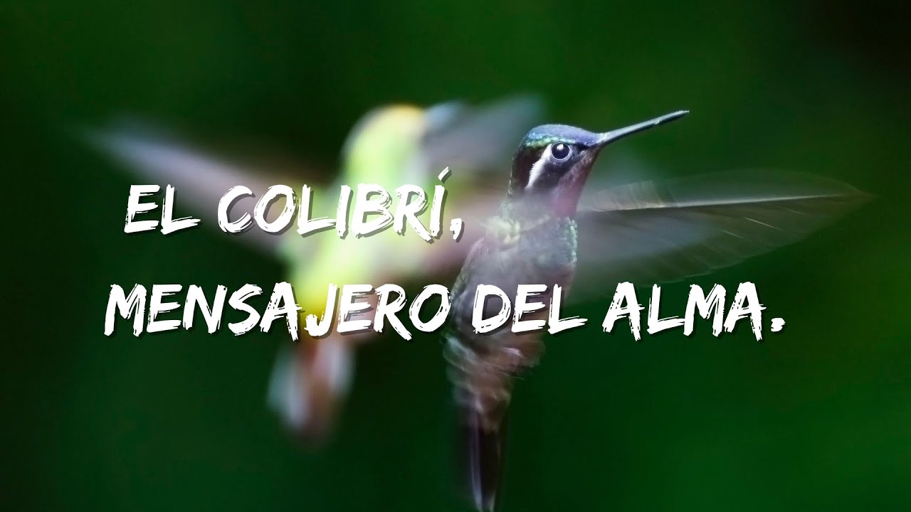 El colibrí, mensajero del alma. - YouTube