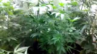 Grow with me, vegetation