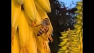 Spring Bees in Slow Motion