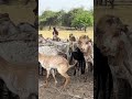 ماشاءاللہ بہت پیارا شوق 🐐❤️ #animals #answer #tyt #video #movie #yotubeshorts #foryourpage