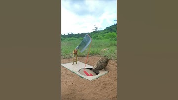 Easy build underground quail bird trap using paper hole #easy #short #shorts #viral