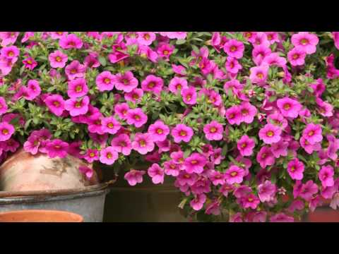 Video: Calibrachoa: groei van sade. Calibrachoa tuinblomme: plant en versorging
