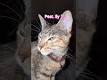 What Is This Kitty Trying to Say?