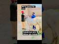 #viralvideo #funny #comedy #prank #shortvideo #cow #baile #kurbanieid