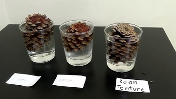 Pinecone Experiment