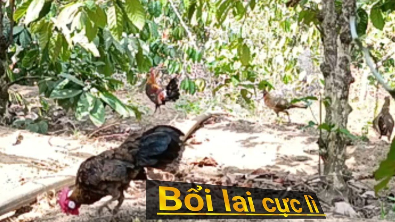 Bẫy Gà Rừng Mới Nhất Mới Nhất Mồi Kẹp Mái Thu Phục Bổi Ép Cực Lì #MạnhGàTV