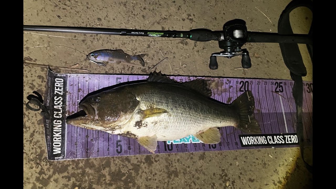 BIG BASS at the Balboa mud hole! On a yunique swimbait! GET MORE BITES ON BIGGER BAITS! LIKE AND SUB