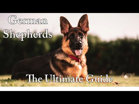 The Ultimate Guide to German Shepherds