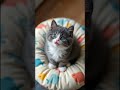 🐮Yukaina-makiba Singing kitten🐖 #cat #cutekitten #cute #tiere #sweetcat #lipsync