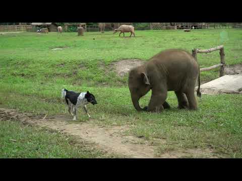 犬と遊びたい子象  