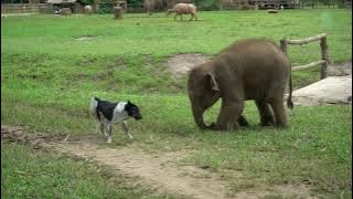 Baby Elephant Try To Make Friend With Dog - ElephantNews