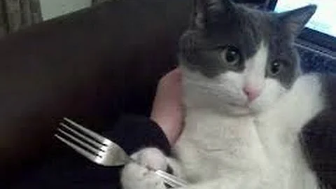 Video 409601: funny cute animals compilation, cat eating dog