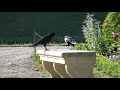 2022 young crow discover peanuts (Corvus corone)