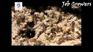 Job Growers 814