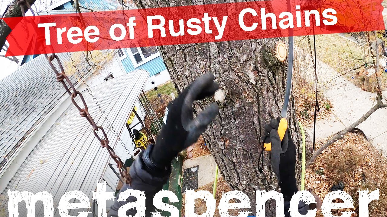 Tree of Rusty Chains -- Tall Leaning Pine Removal - YouTube