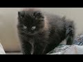 Kitten meowing sound effects  part 2