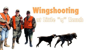 Hunting over wirehaired pointing griffon and GSP at Little “q” Ranch: BONUS TRASH PANDA!!!