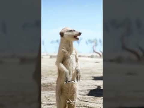 هاكونا ماتاتا