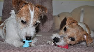 Dog games! Jack Russell Terrier puppy 6 months / funny dog / cute dog / cute puppy by Hilda 2,291 views 2 years ago 5 minutes, 6 seconds