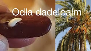 Odla dadlar. / grow dates from seed part 1