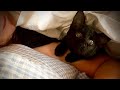 猫のりんちゃんについて語る。りんちゃん。リンちゃん。Rin。