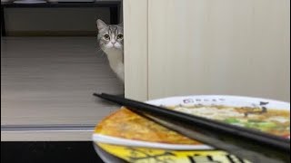 こっそり夜食を食べようとしたら猫にバレました…