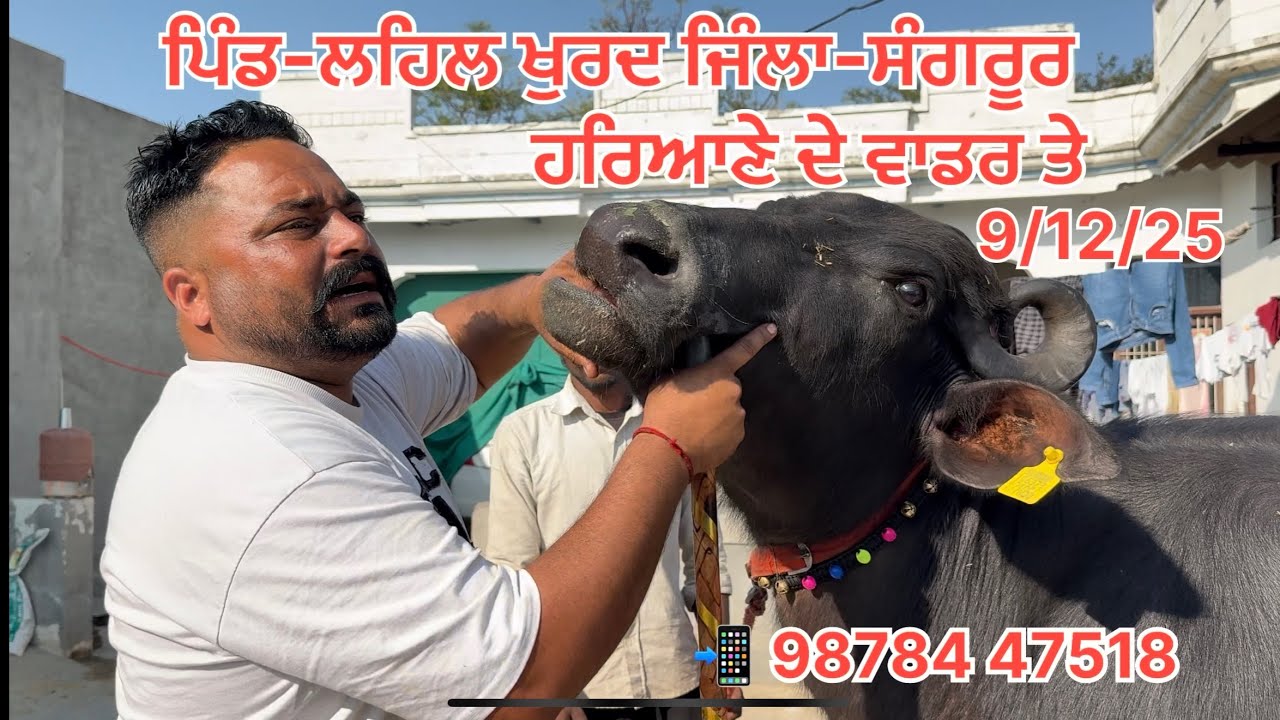 ਹਰਿਆਣੇ ਦੇ ਵਾਡਰ ਤੋਂ 4 ਝੋਟੀਆਂ ਤਾਜ਼ੀਆਂ ਤੇ ਇੱਕ 35 ਲੀਟਰ ਦੁੱਧ ਆਲੀ ਗਾਂ ਵਿਕਾਉ 📲 98784 47518