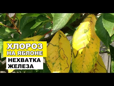 Видео: Обесцвеченные листья яблони: узнайте признаки хлороза у яблок