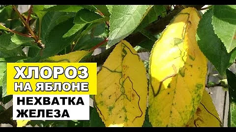 Желтые листья яблони - Хлороз или нехватка железа на яблоне 🍏🍎