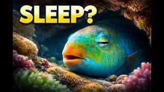 How Do Animals Sleep Underwater?