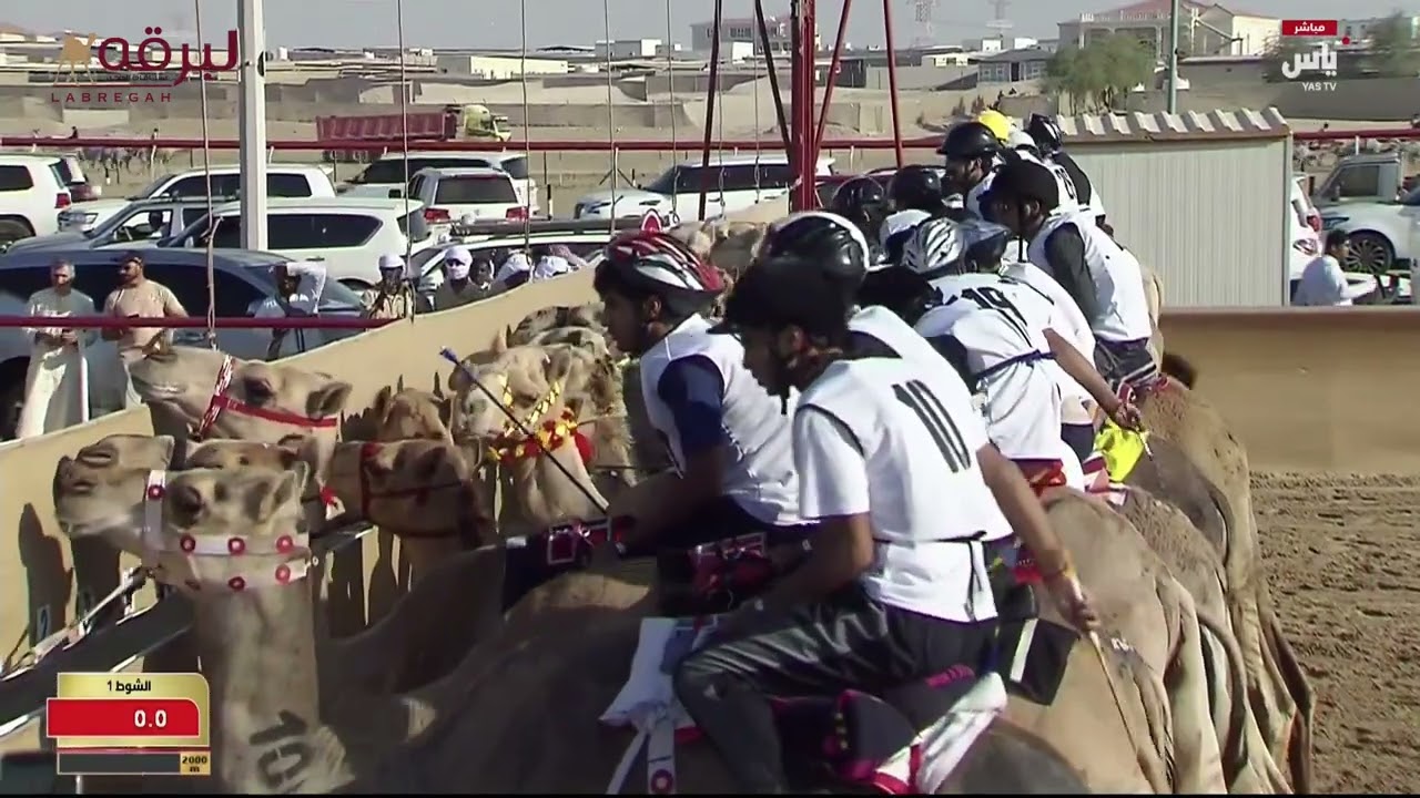 ش1 لفان لـ علي عبيد علي هلال الخاطري (مهرجان ختامي الوثبة 09-05-2025) سباق الهجن التراثي 2:56:56