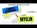2 Minute Neuroscience Myelin
