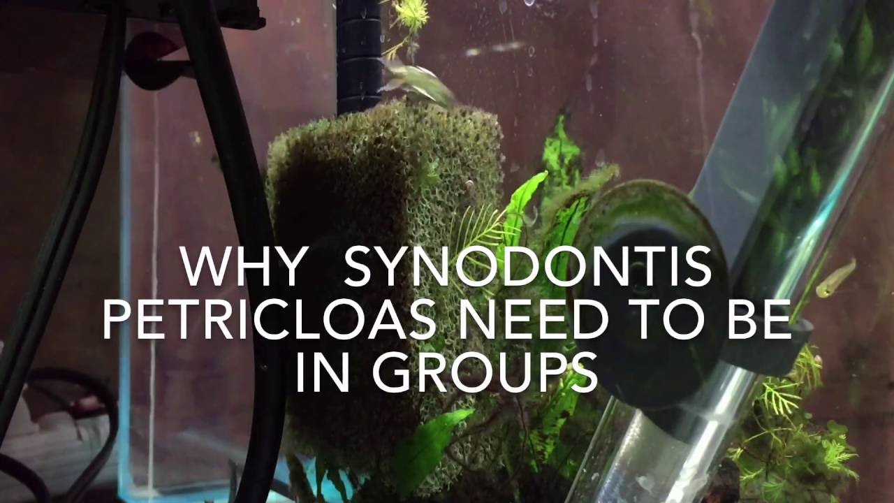 Why Synodontis Petricolas need to be in groups