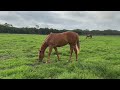 RUSSIAN REVOLUTION x ASSERTIVE NATURE filly - spelling farm update