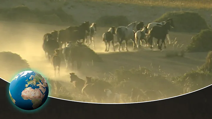 The Reliable Horses of Genghis Khan