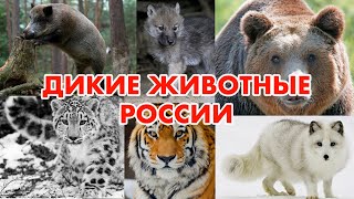 ДИКИЕ ЖИВОТНЫЕ РОССИИ | РАЗВИВАЮЩИЙ РОЛИК ДЛЯ ДЕТЕЙ | СЛАЙД-ШОУ (HD)